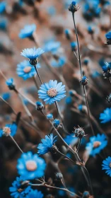 Blue Daisies Dance: Delicate Beauty Unfolds.