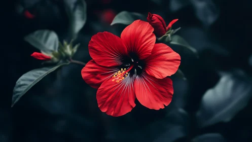 Vibrant Red Hibiscus Bloom Against Dark Foliage.
