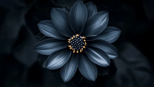 Dark Bloom Radiates Contrast Against Shadows