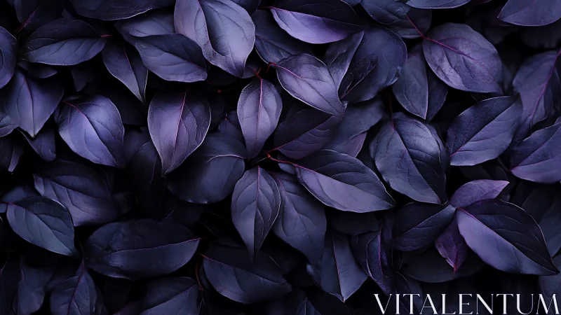 Overlapping dark purple foliage forms a dense uniform layer