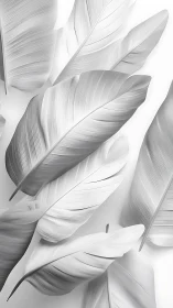 Soft white banana leaves drift in calm, gentle layers