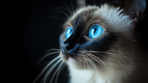Siamese Cat Portrait with Striking Blue Eyes Against Dark Background.