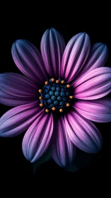 Radially Symmetric Osteospermum Daisy with Gradient Petal Chromatics