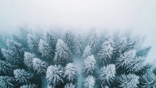 Snow dusted pines fade into soft winter mountain fog