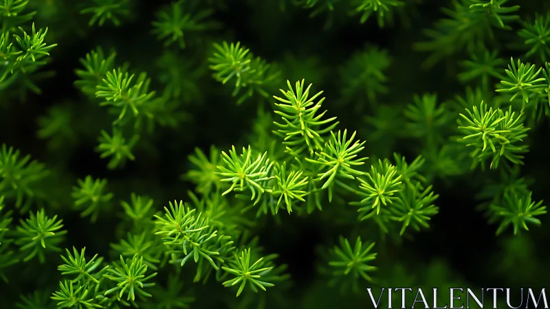 Lush green foliage macro with shallow depth of field focus.