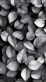 Monochrome leaf chorus quietly rehearses patterns of light