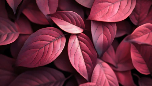 Velvety pink leaves layered in a cozy, dreamlike embrace.