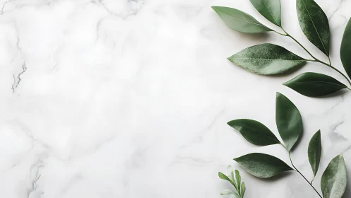 Minimalist green foliage arranged on bright marble surface