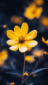 Yellow cosmos flower with selective focus and bokeh background rendering.