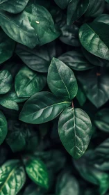 Lush green leaves invite a calm moment of natural focus