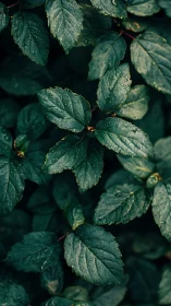 Dark green wet leaves in close-up vertical composition.