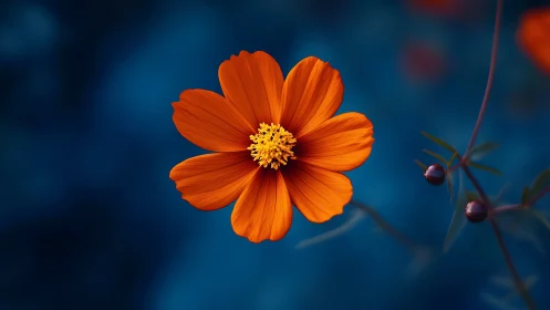 Vibrant Orange Cosmos Flower Against Deep Blue Background.