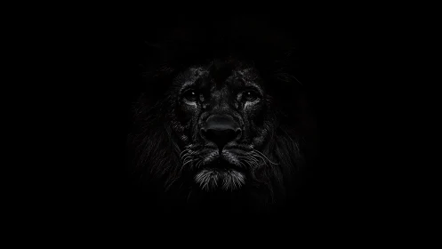 Monochrome lion portrait isolates facial structure in deep shadow