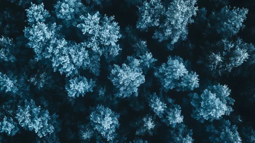 Top-down winter forest canopy rendered in high-contrast cyan tones