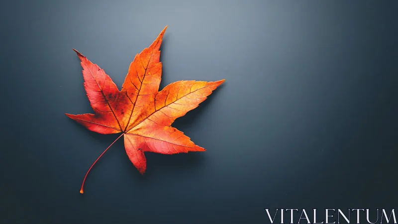 Macro photograph of orange maple leaf on matte slate background