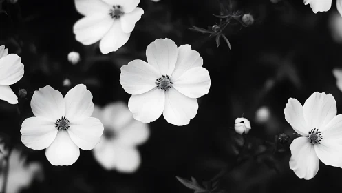 Monochromatic Cosmos Flowers: Five-Petal Botanical Forms Against Deep Black Background