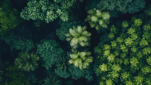 Canopy crowns whisper in layered emerald circles