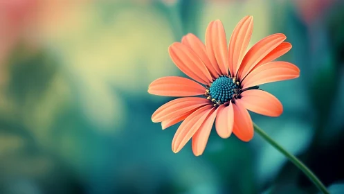 Coral Daisy Unfolds: Nature's Geometric Symmetry Blooming.