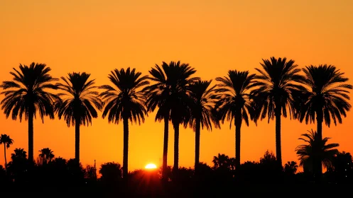 Palm tree silhouettes frame vivid orange coastal sunset.
