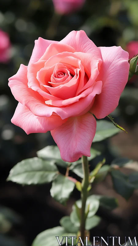 Single pink rose in sharp focus against soft garden bokeh.