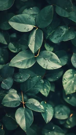 Macro foliage study with raindrop details and teal toning.