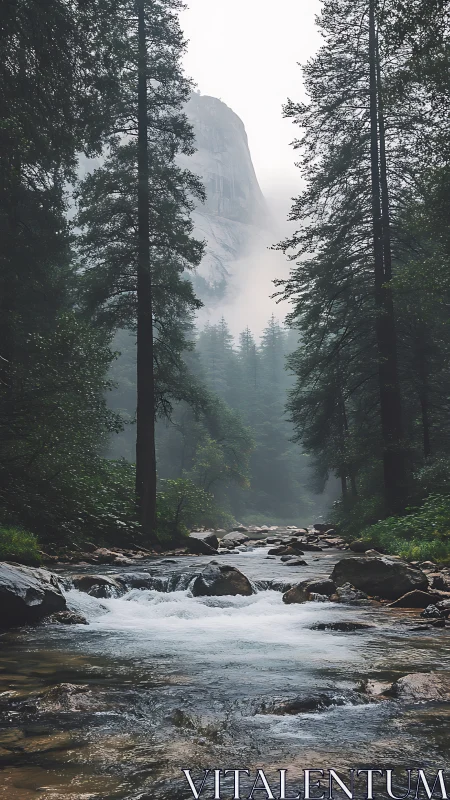 Misty Canyon Stream Framed by Towering Conifers.