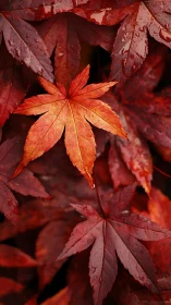 Close-up of wet red maple leaves in overlapping layers.