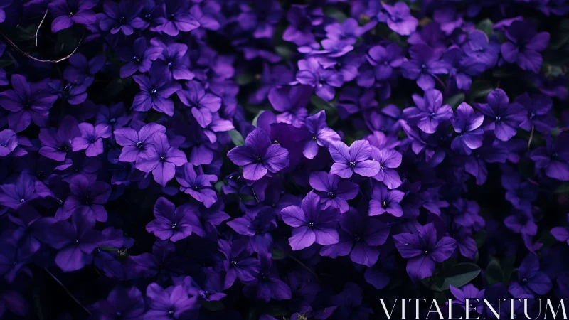 Thousand Purple Petals Dancing Against the Velvet Void