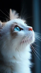 White Cat with Piercing Blue Eyes Looking Upward