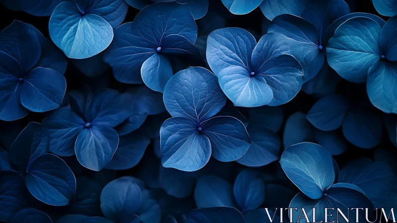 Midnight blue hydrangea petals in layered close focus.