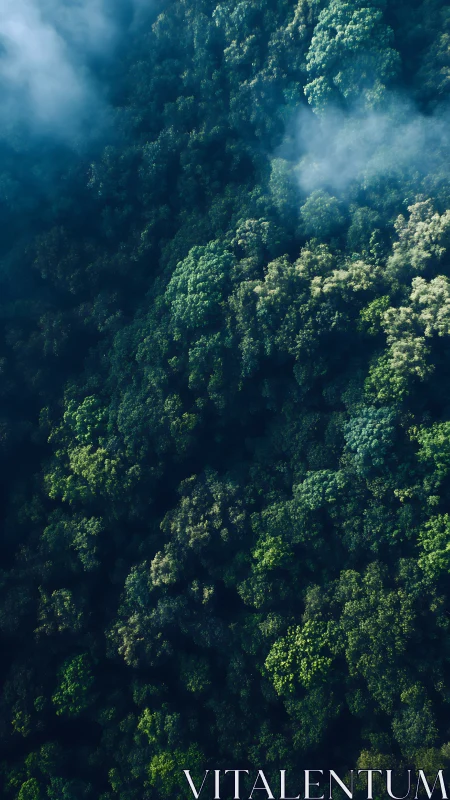 Aerial Forest Canopy with Mist and Dappled Sunlight