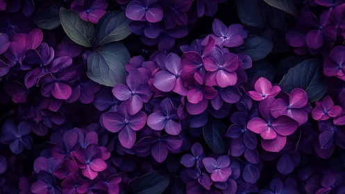 Purple Hydrangea Cluster Study with Deep Botanical Composition.
