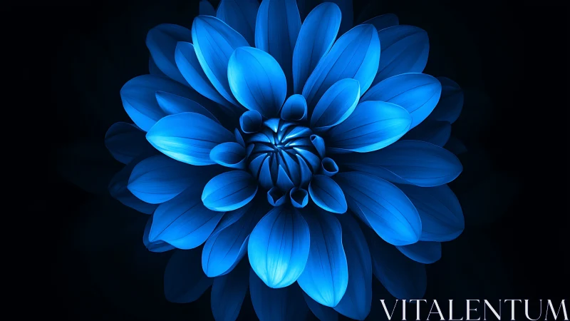 Blue Dahlia Flower Against Dark Background