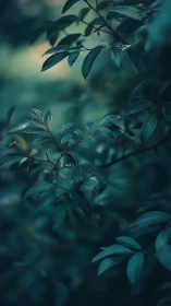 Moody teal foliage captured with shallow depth of field