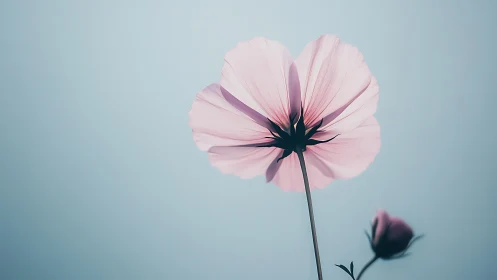 Pink cosmos flower silhouetted against misty sky.