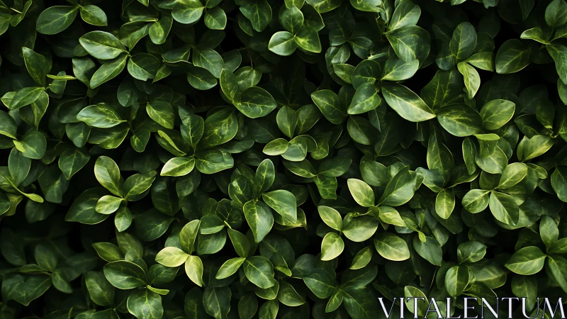 Dense green leaves fully cover frame in overhead view