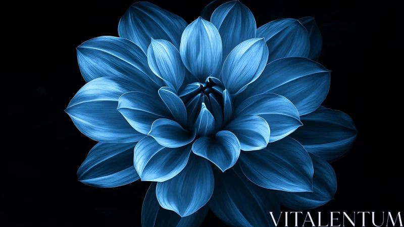Blue Dahlia Bloom Against Darkness.