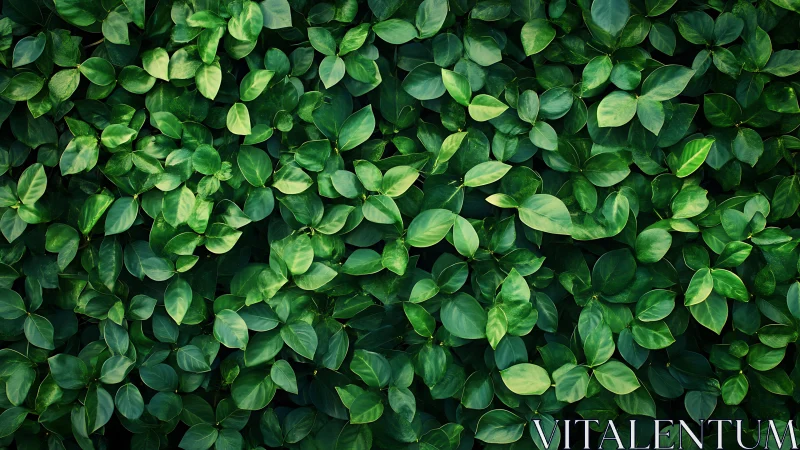 Dense green foliage fills frame with overlapping glossy leaves