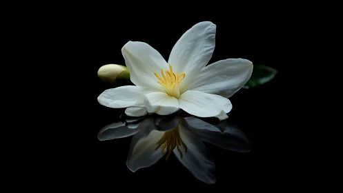 White flower with yellow stamen positioned against black reflective surface