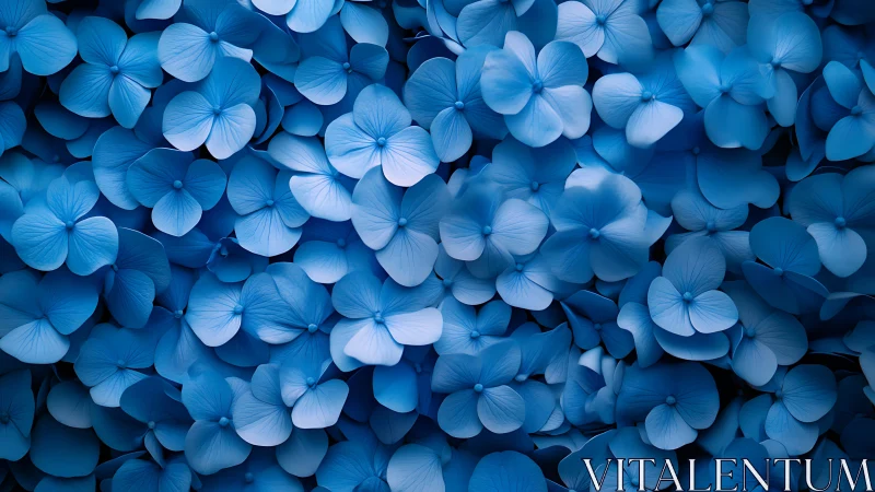Blue Hydrangea Blooms in Dreamy Abundance.