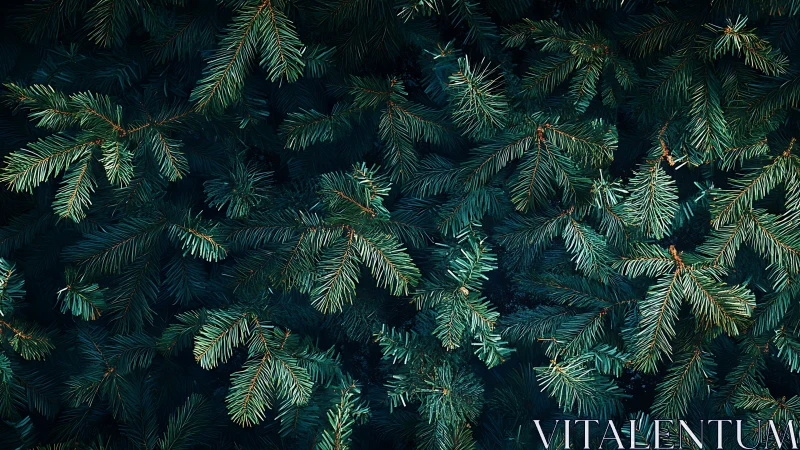 Evergreen needles weaving a quiet forest tapestry.