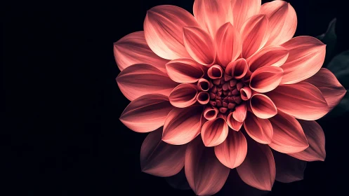 Crimson Dahlia Bloom Against Black Void.