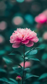 Pink peony flower with layered petals in bokeh garden setting.