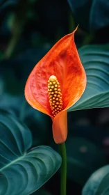 Red Anthurium Flower with Golden Spadix Against Teal Foliage.