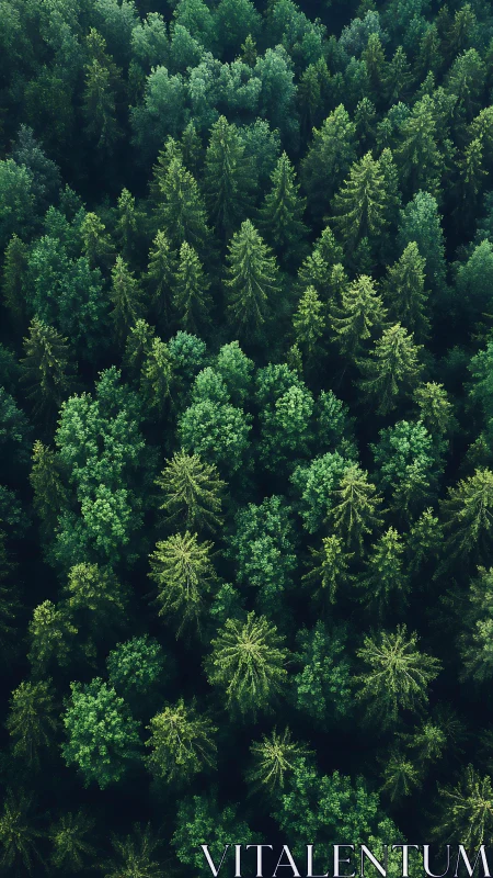 Aerial view reveals dense boreal forest canopy texture.