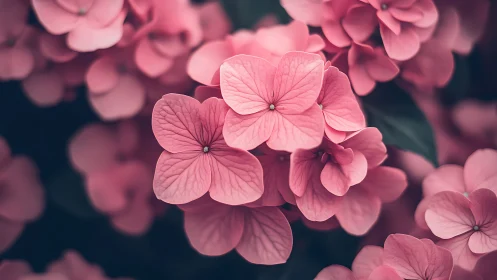 Pink Hydrangea Cluster with Shallow Depth of Field Photography.