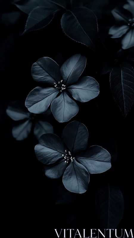 Dark botanical study of delicate four-petaled blossoms against shadows.