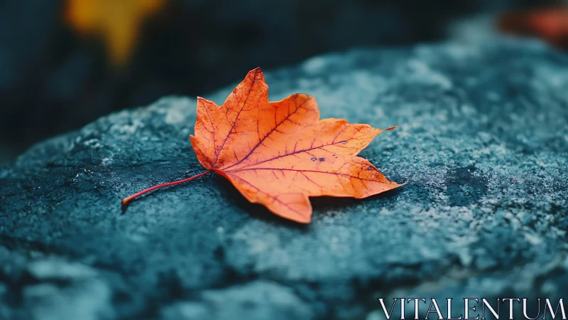 Single orange maple leaf rests on textured stone surface