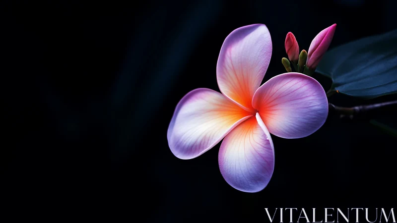 Plumeria Bloom in Gradient Transition: Pink and Purple Petals Against Dark Background