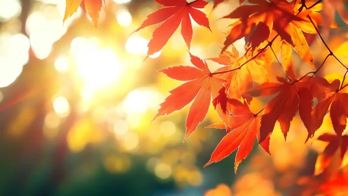 Sunlit maple leaves catching fire in autumn&rsquo;s soft hush.